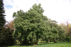 Aulne de corse, Aulne