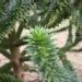 Araucaria du chili, Désespoir des singes