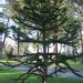 Sapin columbar, Araucaria du chili, Sapin d'araucos, Désespoir des singes