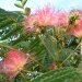 Acacia de constantinople, Acacia de constantinople 'ombrella', Albizia 'ombrella', Arbre à soie