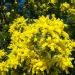 Acacia dealbata