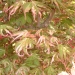 Acer palmatum 'Asahi-zuru'