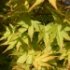 Acer palmatum 'Orange Dream'