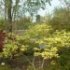 Acer palmatum 'Seiryu'