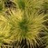 Acorus gramineus 'Ogon'
