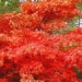 Acer palmatum 'Osakazuki'