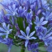 Agapanthe