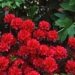 Azalée japonaise 'hino crimson'