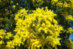 Mimosa d'hiver