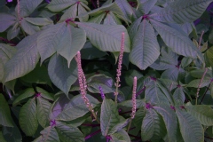 Aesculus parviflora