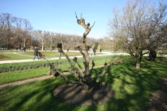 Acer negundo 'Variegatum'