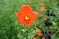Alonsoa meridionalis