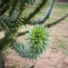 Araucaria araucana