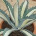 Agave, Agave américaine, Agave 'mediopicta'