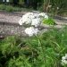 Herbe au soldat, Herbe au charpentier, Achillée millefeuille, Herbe aux coupures