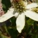 Anemopsis de californie, Yerba mansa