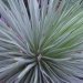 Agave, Agave strié