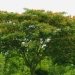 Acacia de constantinople, Acacia de constantinople 'ombrella', Albizia 'ombrella', Arbre à soie