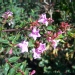 Abelia X grandiflora 'Sherwood'