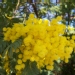 Acacia dealbata