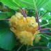 Actinidia chinensis
