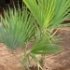 Paurotis, Palmier des everglades - Acoelorraphe wrightii
