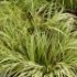 Acorus gramineus 'Ogon'