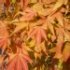 Acer palmatum 'Sango-kaku'