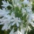 Agapanthe à ombelles blanches, Agapanthe tubéreuse, Agapanthe africaine - Agapanthus africanus 'Albus'