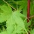 Acer palmatum 'Sango-kaku'