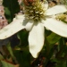 Anemopsis de californie, Yerba mansa