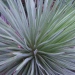 Agave, Agave strié