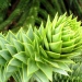 Araucaria araucana