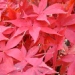 Acer palmatum 'Osakazuki'