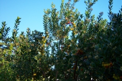 Arbre à fraises, Arbousier commun, Arbousier