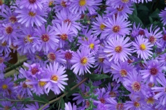 Aster novae-angliae 'Little Carlow'
