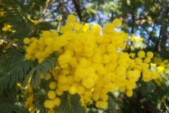 Mimosa d'hiver