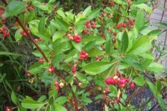 Aronie à feuilles d'arbousier 'brillant', Aronia 'brillant'