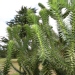 Araucaria araucana