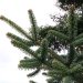 Sapin de kabylie, Sapin d'algérie, Sapin de numidie, Sapin de babors