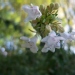 Abélie, Abélia à grandes fleurs, Abélia