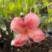 Azalée japonaise 'macrostemon'