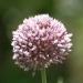 Allium giganteum