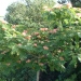 Albizia julibrissin 'Ombrella' ®