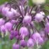 Allium cernuum