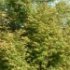 Acer palmatum 'Crispii'