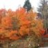 Acer palmatum 'Sango-kaku'