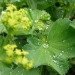 Alchemilla mollis