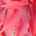 Acer palmatum 'Osakazuki'