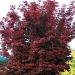 Acer palmatum 'Bloodgood'